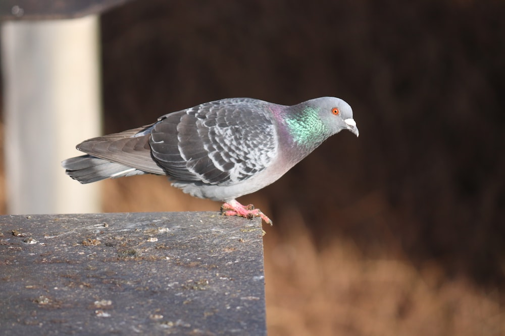 gray and white bird on gray concrete post