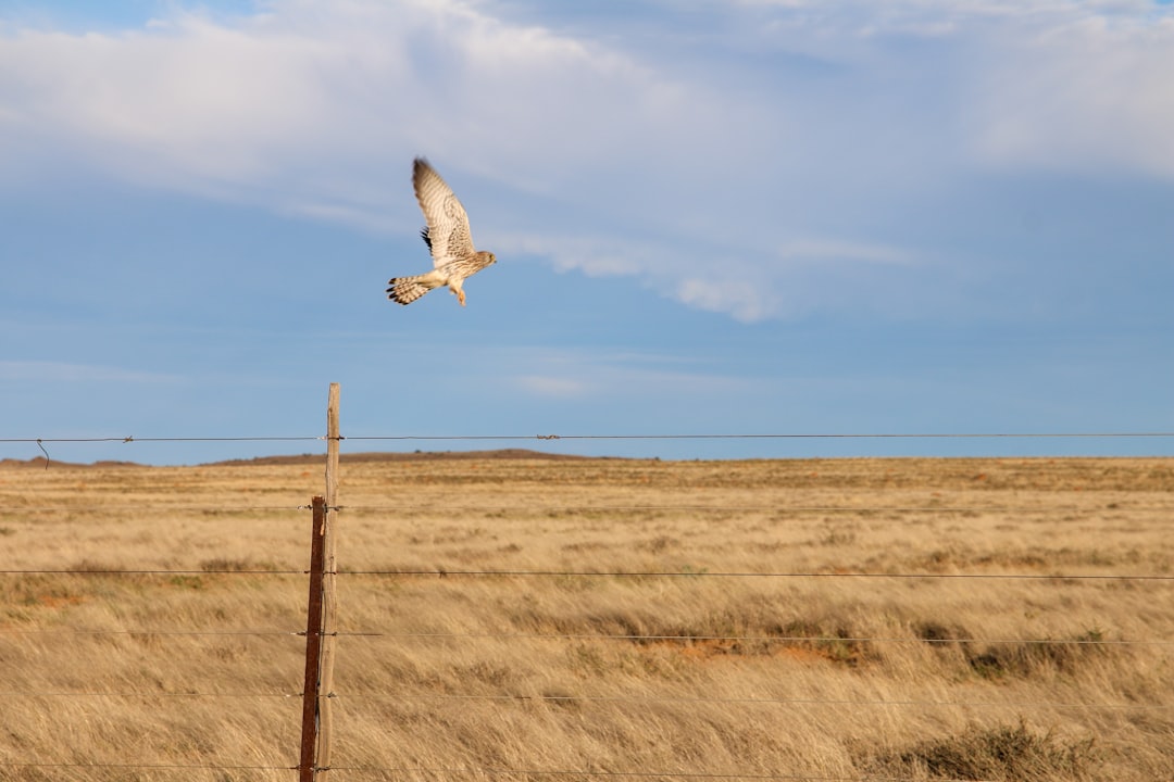 brown and white bird flying over brown grass field during daytime