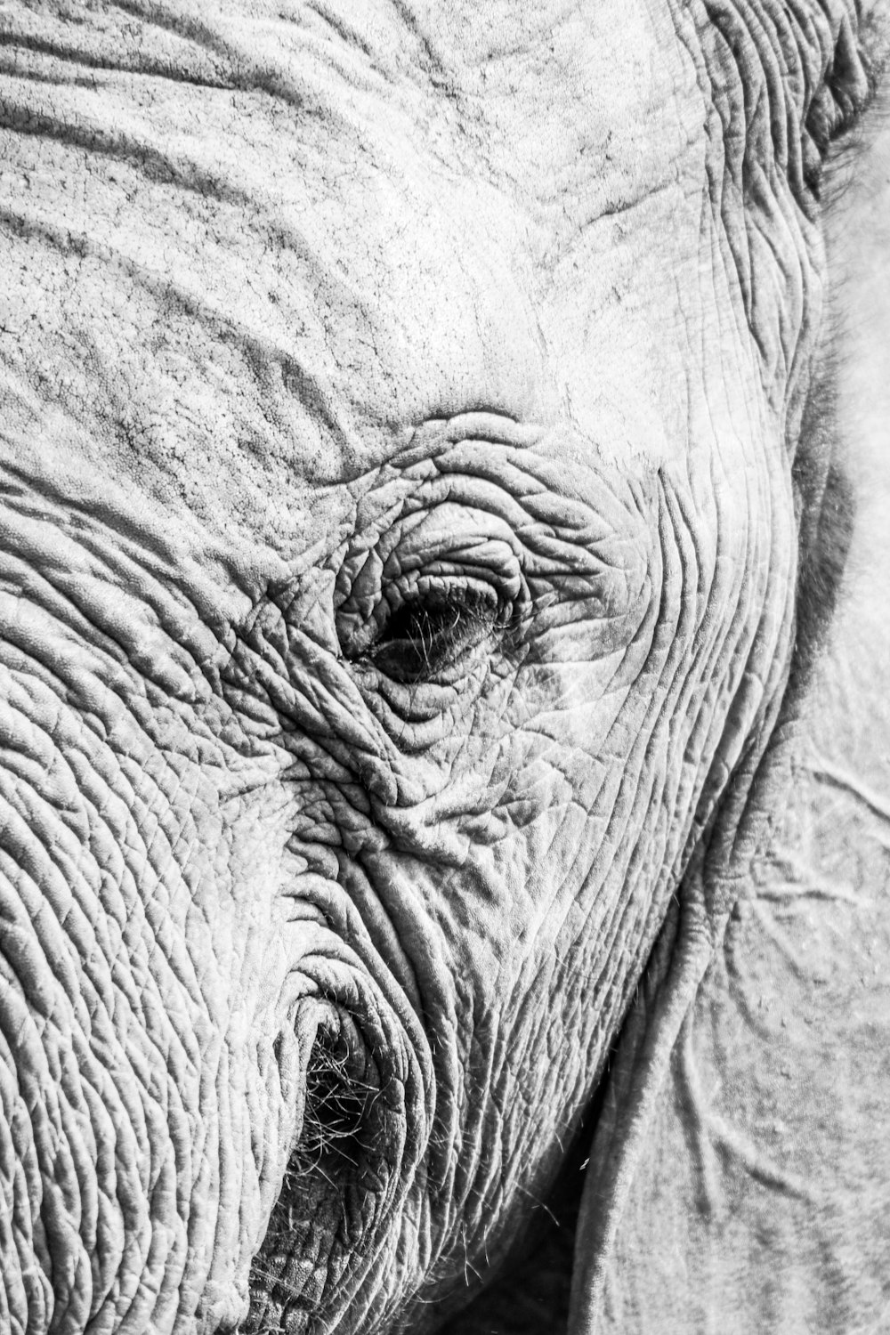 회색 코끼리 얼굴 스케치