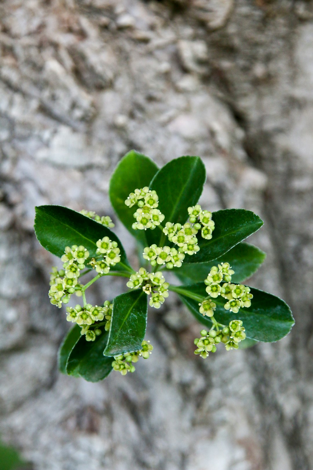 green plant on brown rock