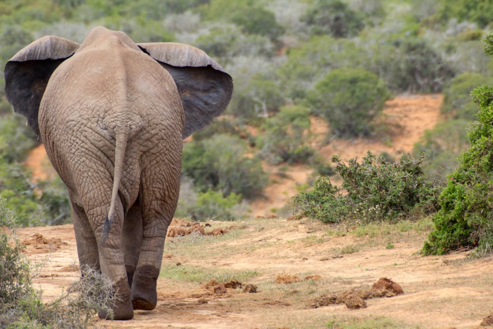 brown elephant walking on brown soil during daytime