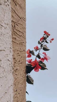 Close-up of a freshly finished stucco wall showcasing smooth texture and clean lines under bright Phoenix sunlight.