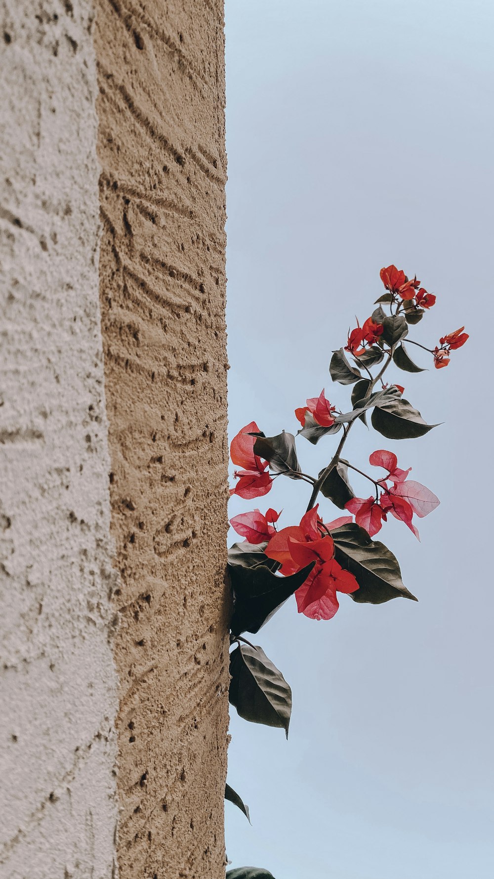 red flowers with green leaves