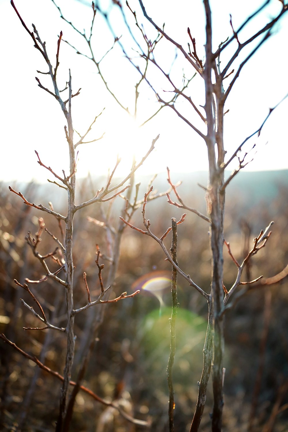 water dew on bare tree during daytime