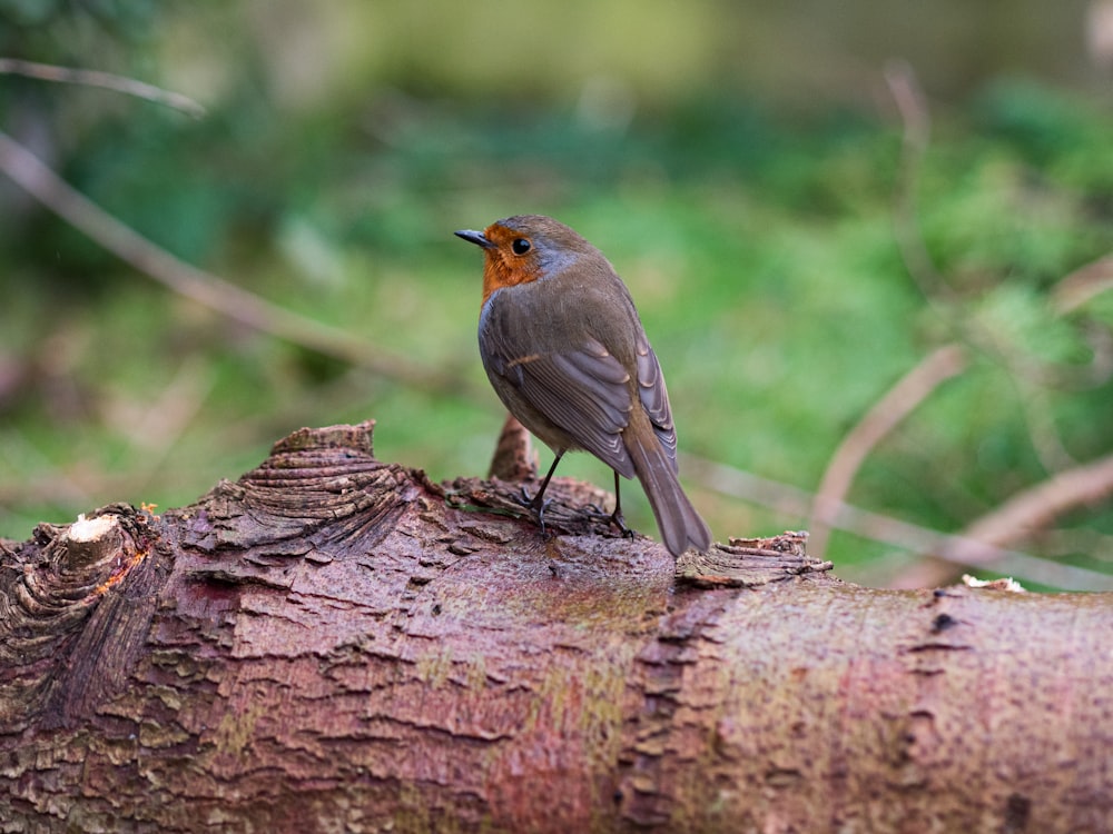 brown bird on brown tree branch during daytime