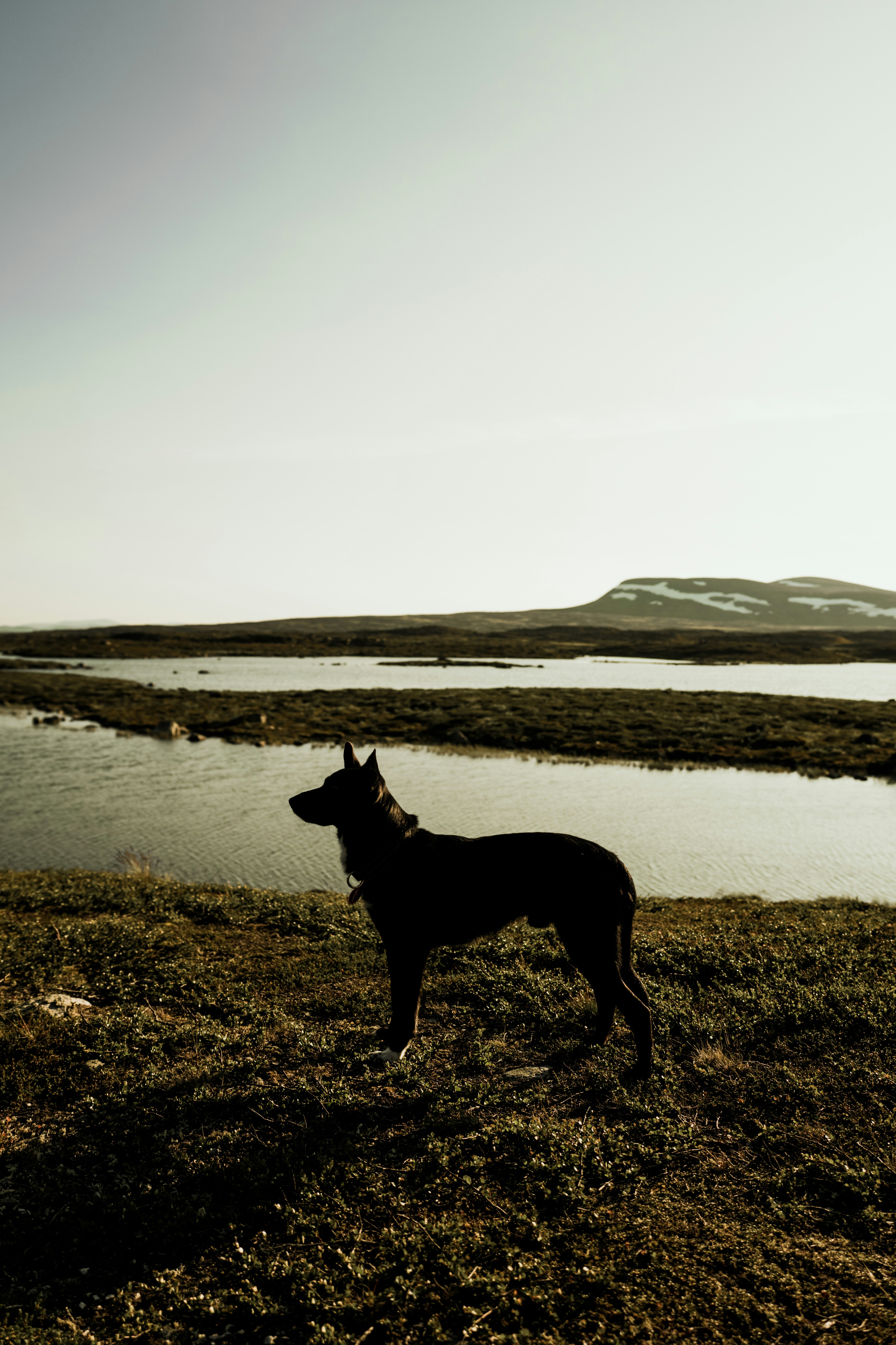 black short coat medium dog standing on green grass field near body of water during daytime