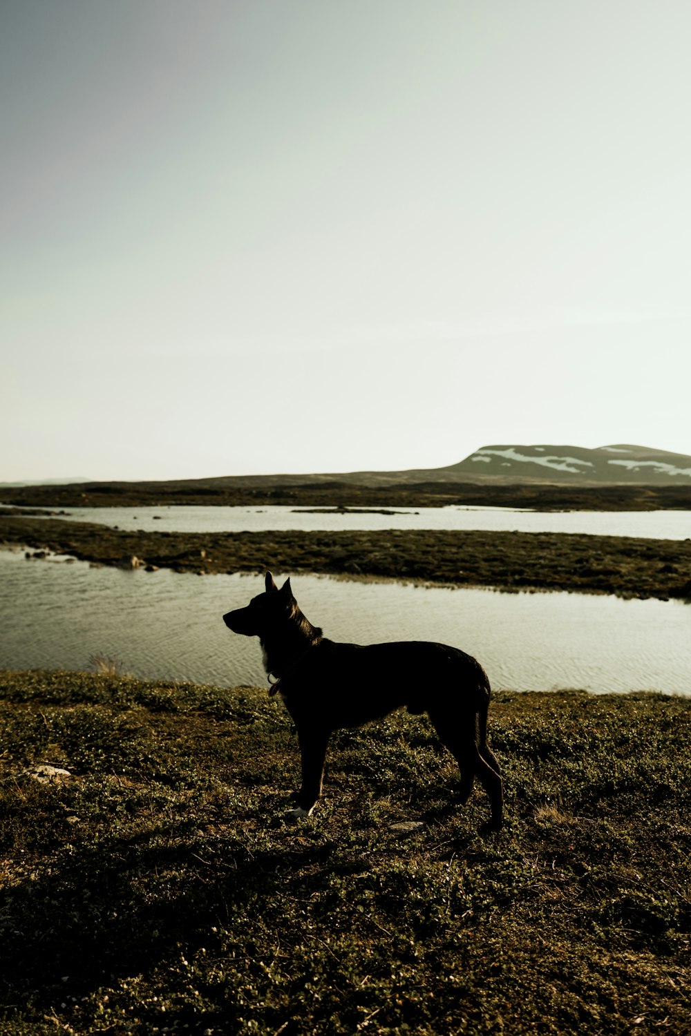 schwarzer kurzer Mantel mittlerer Hund, der tagsüber auf einem grünen Grasfeld in der Nähe des Gewässers steht