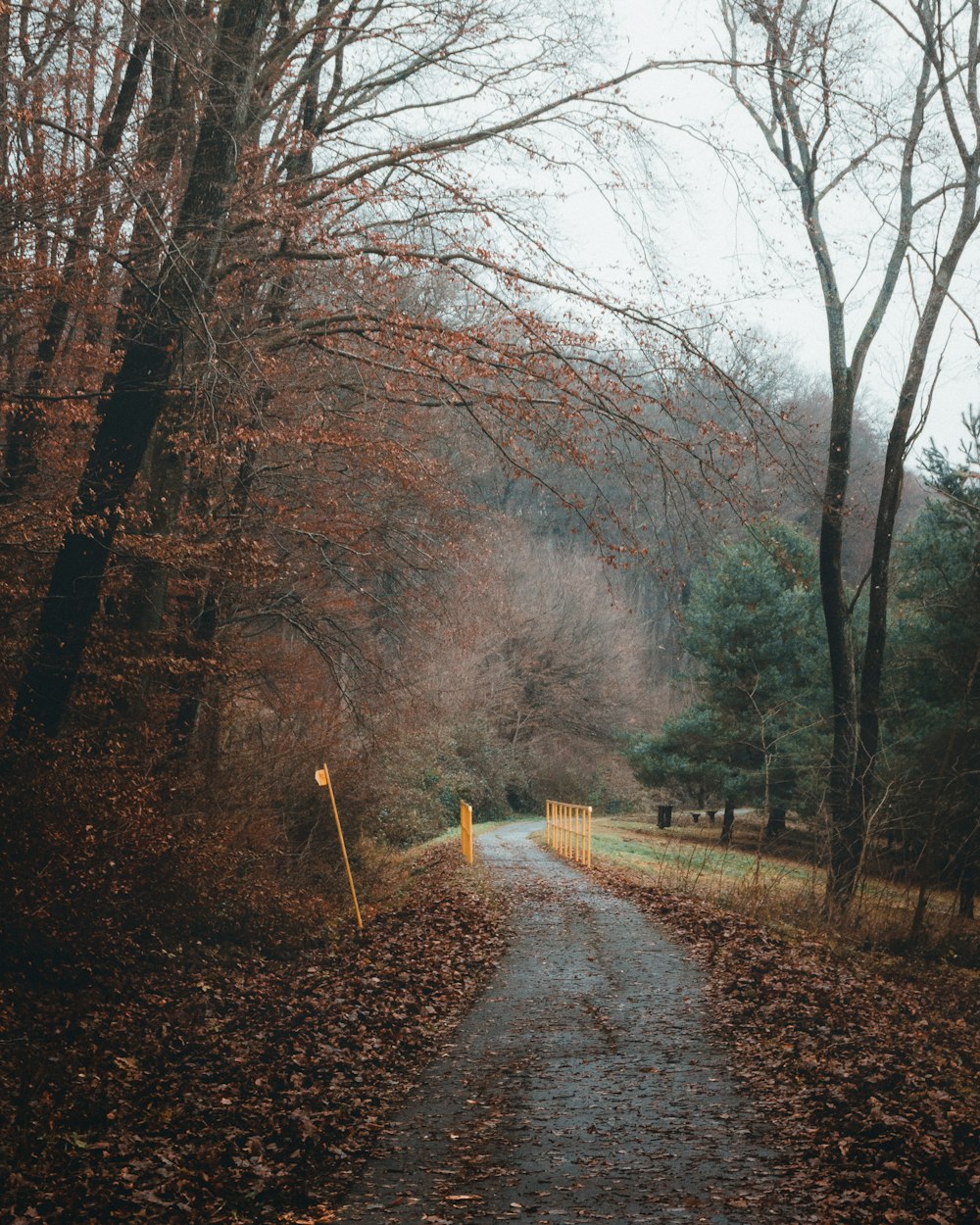 brown pathway between bare trees during daytime