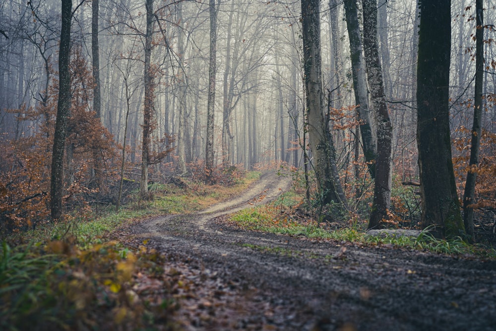 black asphalt road between bare trees during daytime