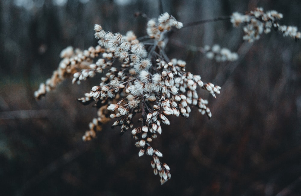 white flowers in tilt shift lens