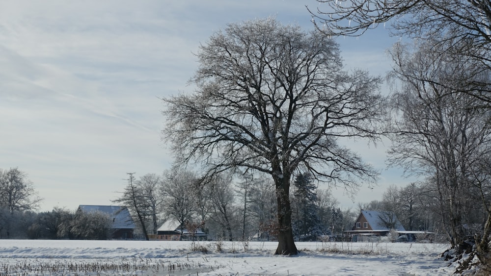 leafless tree on snow covered ground during daytime