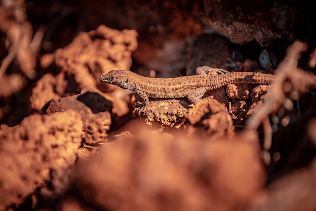 brown and black lizard on brown rock