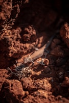 A vibrant lizard basking on a sunlit red rock.