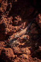 Close-up of a native reptile basking in the warm glow of early morning light.