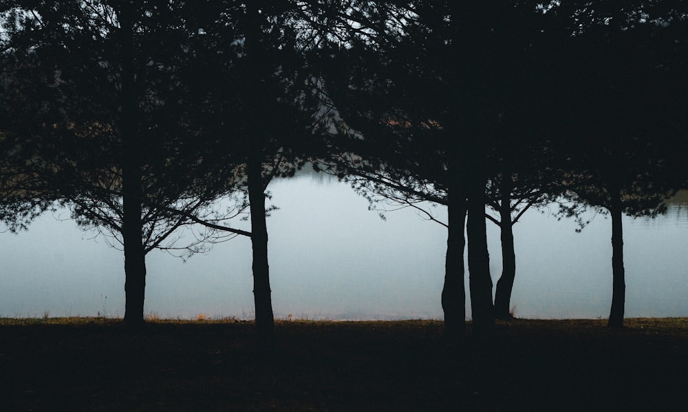 silhouette of trees near body of water during daytime