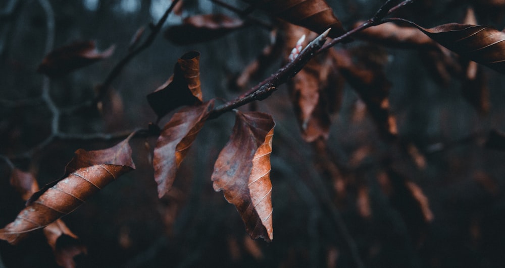 brown dried leaf in tilt shift lens