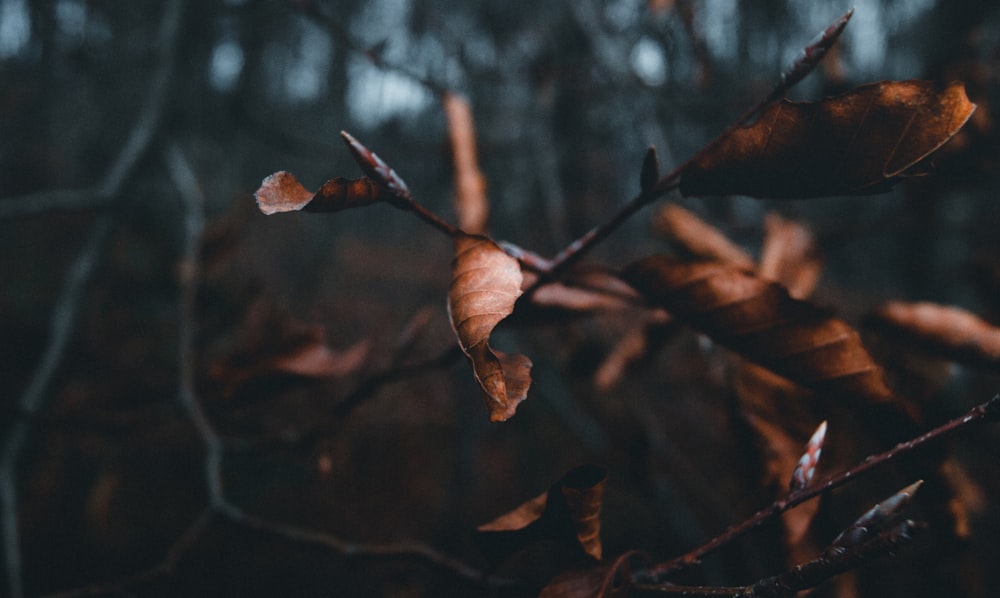 brown dried leaf in tilt shift lens