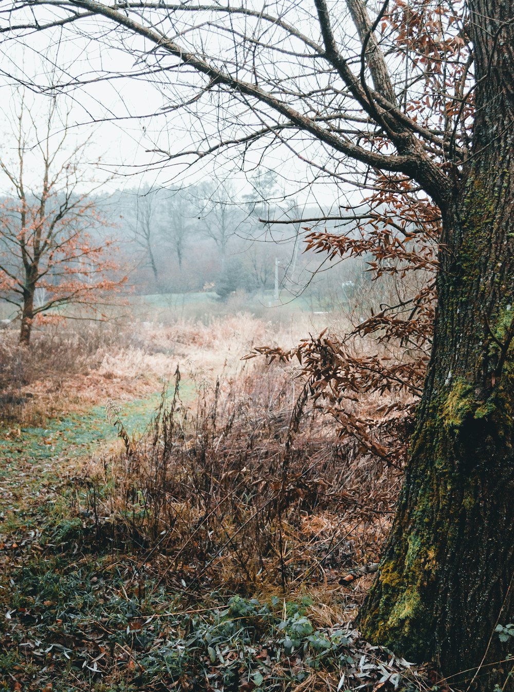 brown leafless tree on brown grass field