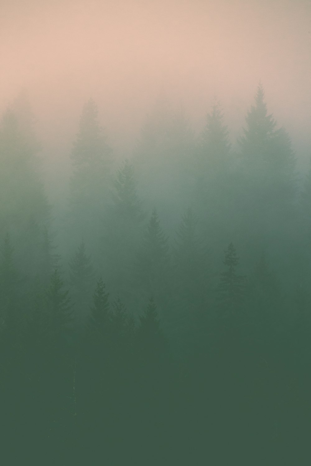 green pine trees covered with fog