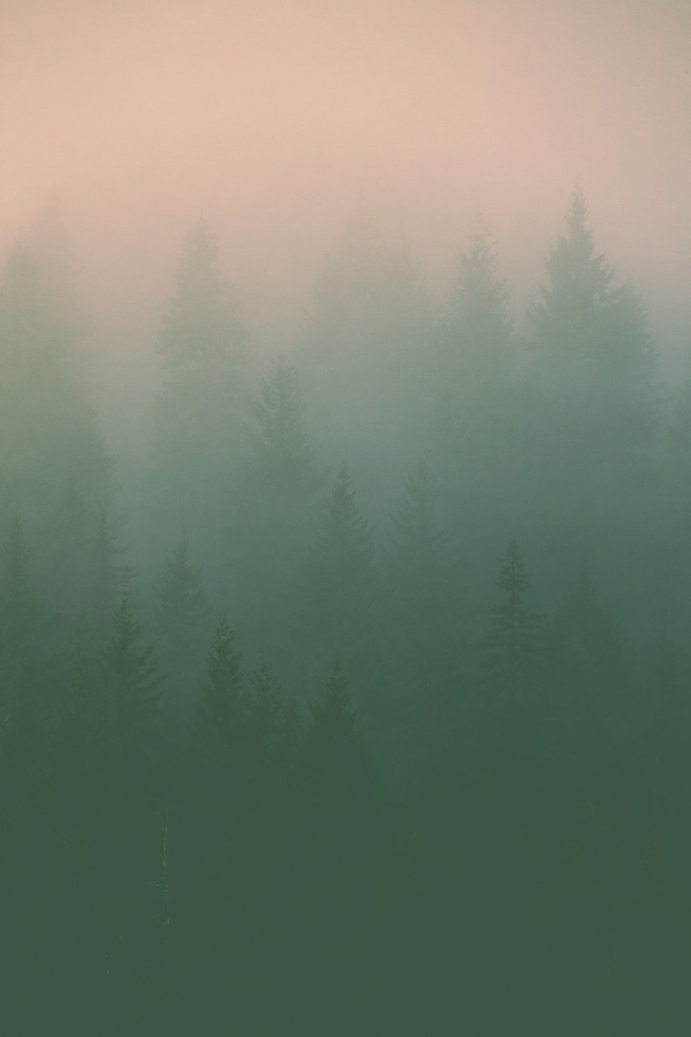 pini verdi coperti di nebbia