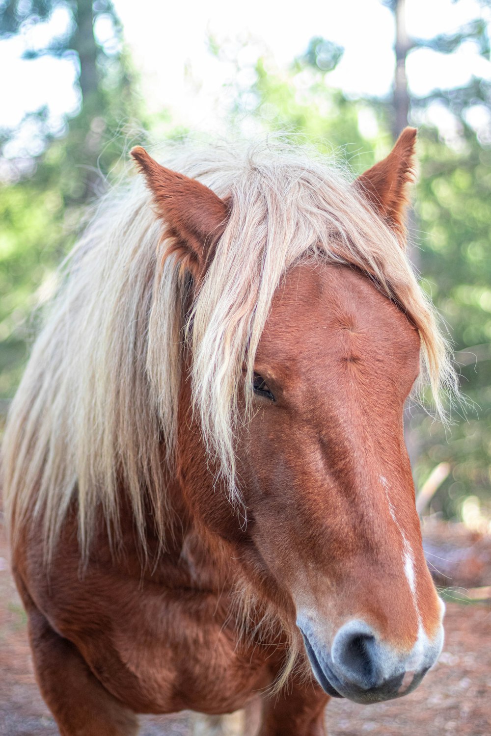 Braunes und weißes Pferd tagsüber