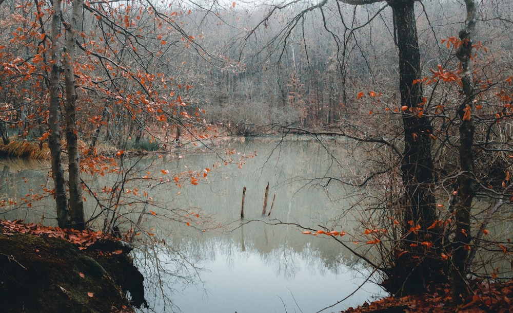 brown trees near body of water during daytime