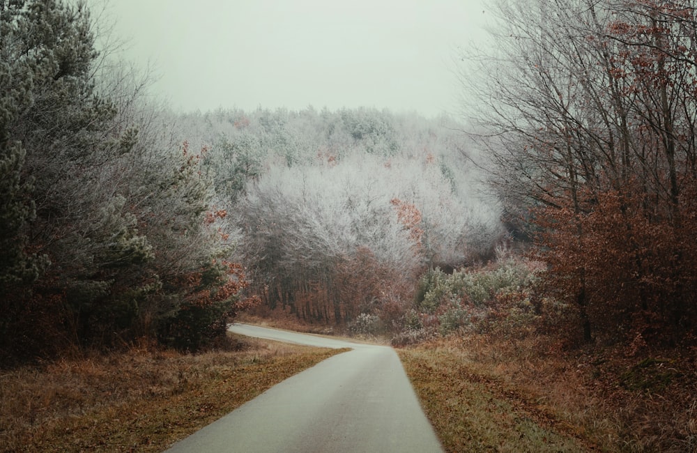 gray concrete road between trees covered with snow