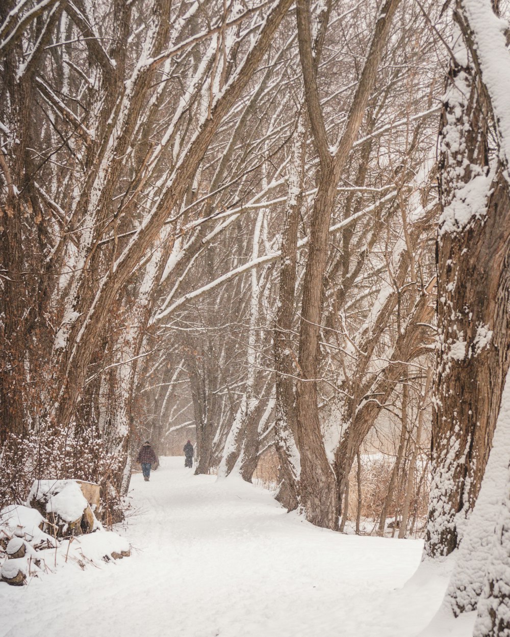 árvores nuas marrons no solo coberto de neve durante o dia