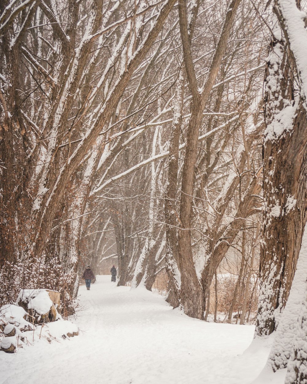 brown bare trees on snow covered ground during daytime