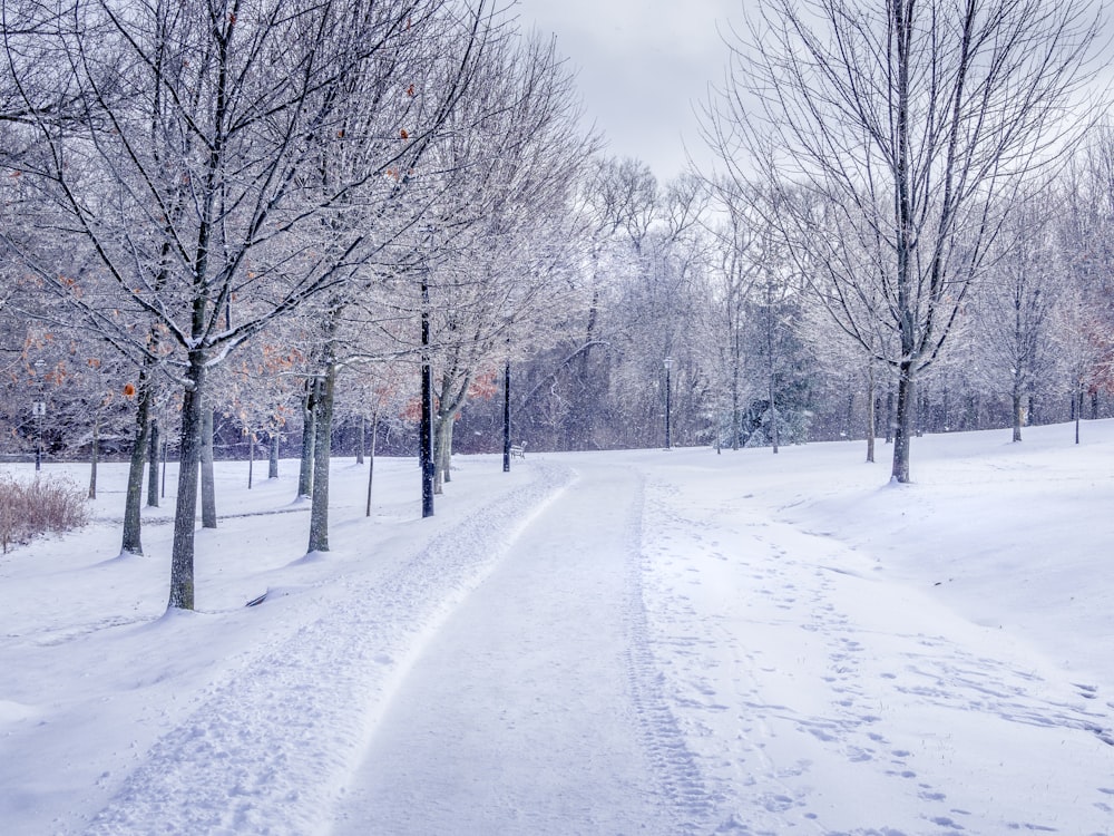 strada innevata tra alberi spogli sotto il cielo nuvoloso durante il giorno