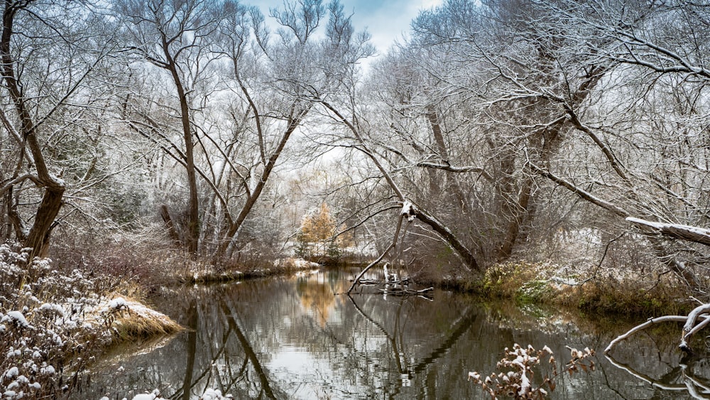 leafless trees near body of water during daytime