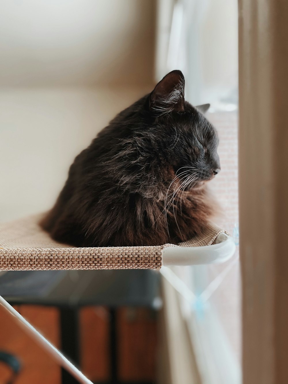 black cat on brown and white table