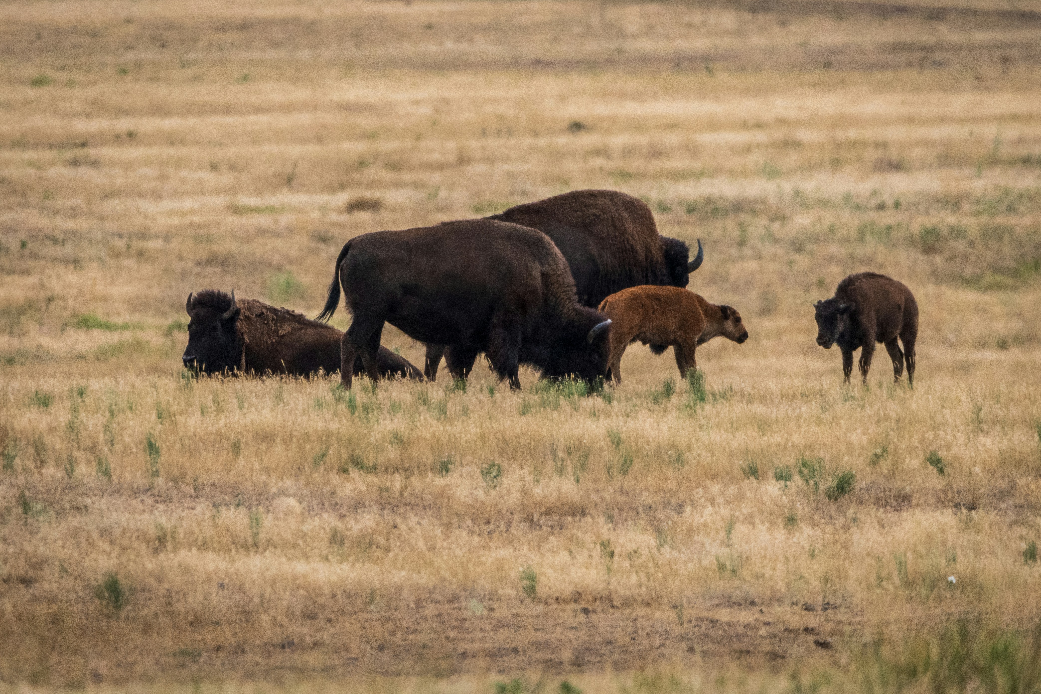 brown bison on green grass field during daytime