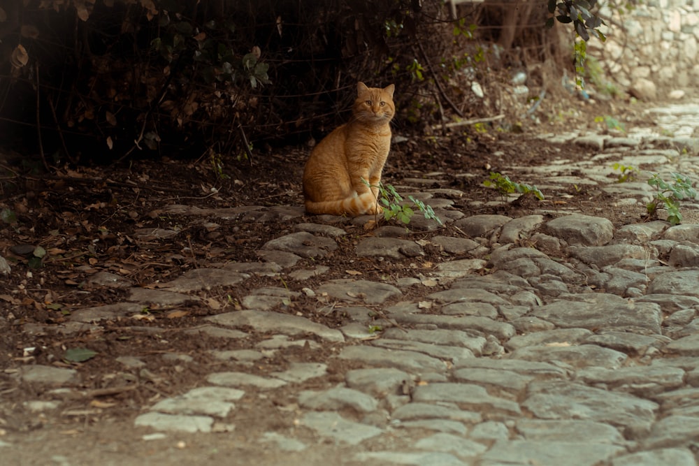 orange tabby cat on brown soil