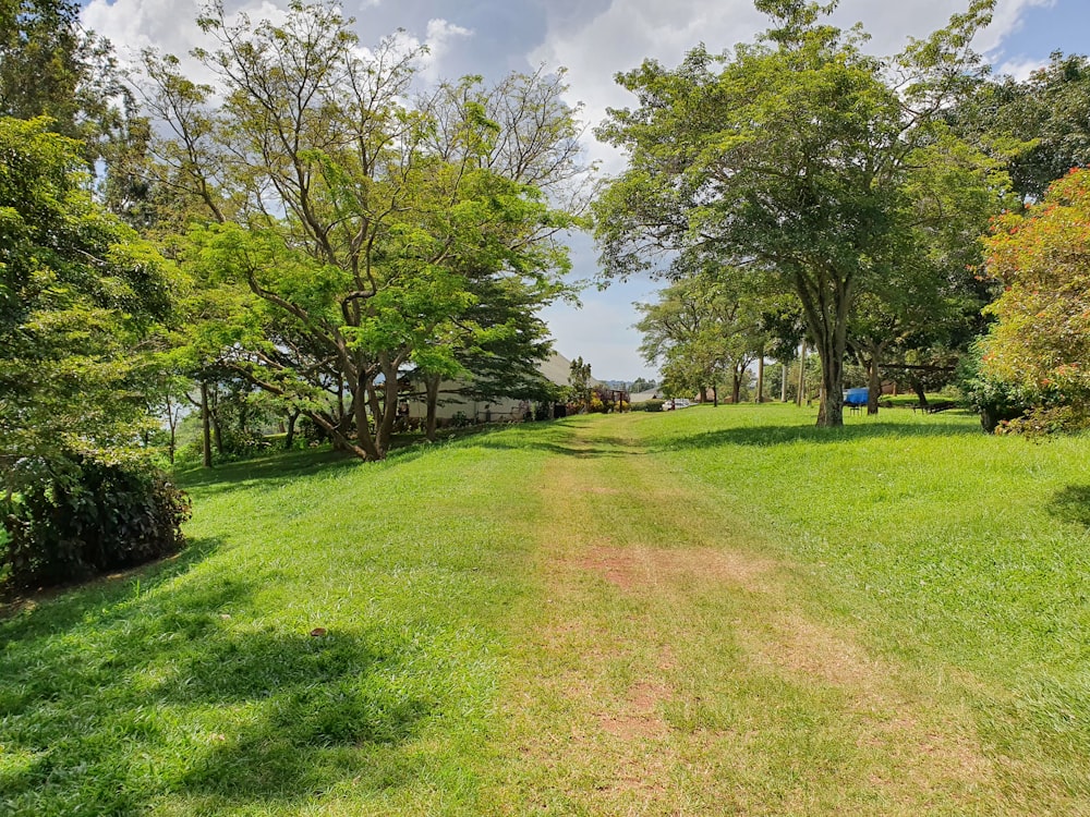 green grass field with trees