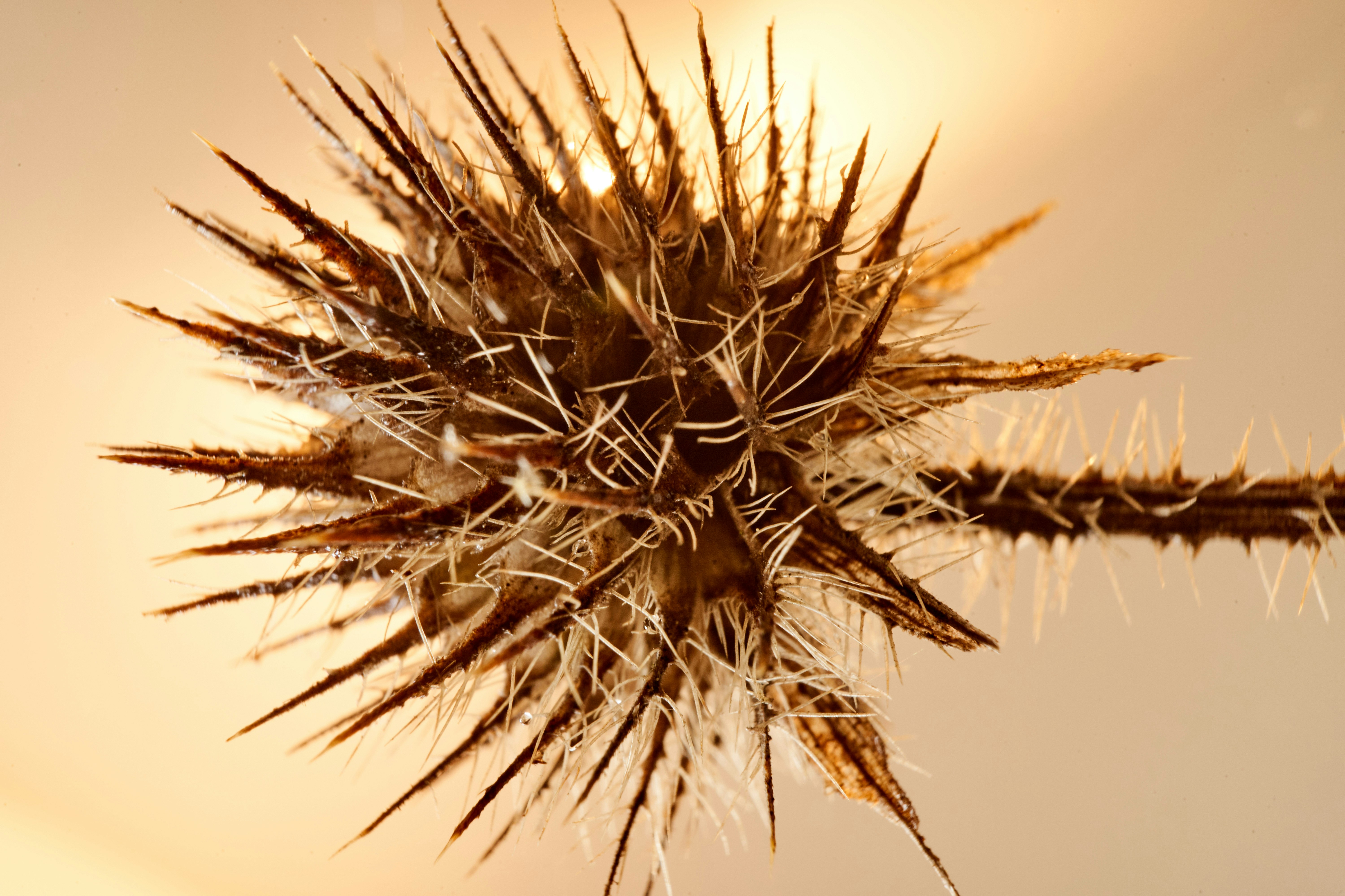 Photo by wolfgang_hasselmann