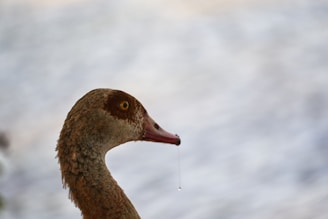 Close-up of the quizzical duck with a tiny speech bubble showing 'Yes'.
