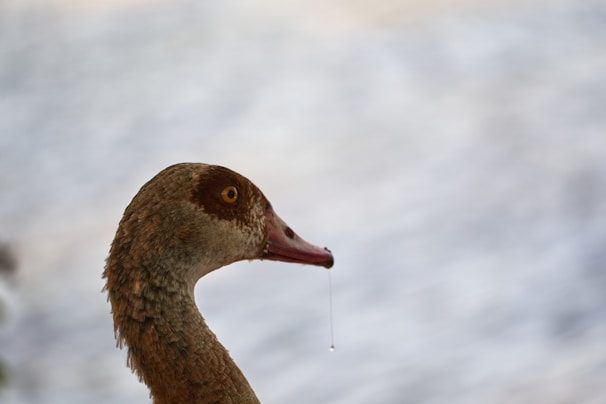 Close-up of the quizzical duck with a tiny speech bubble showing 'Yes'.