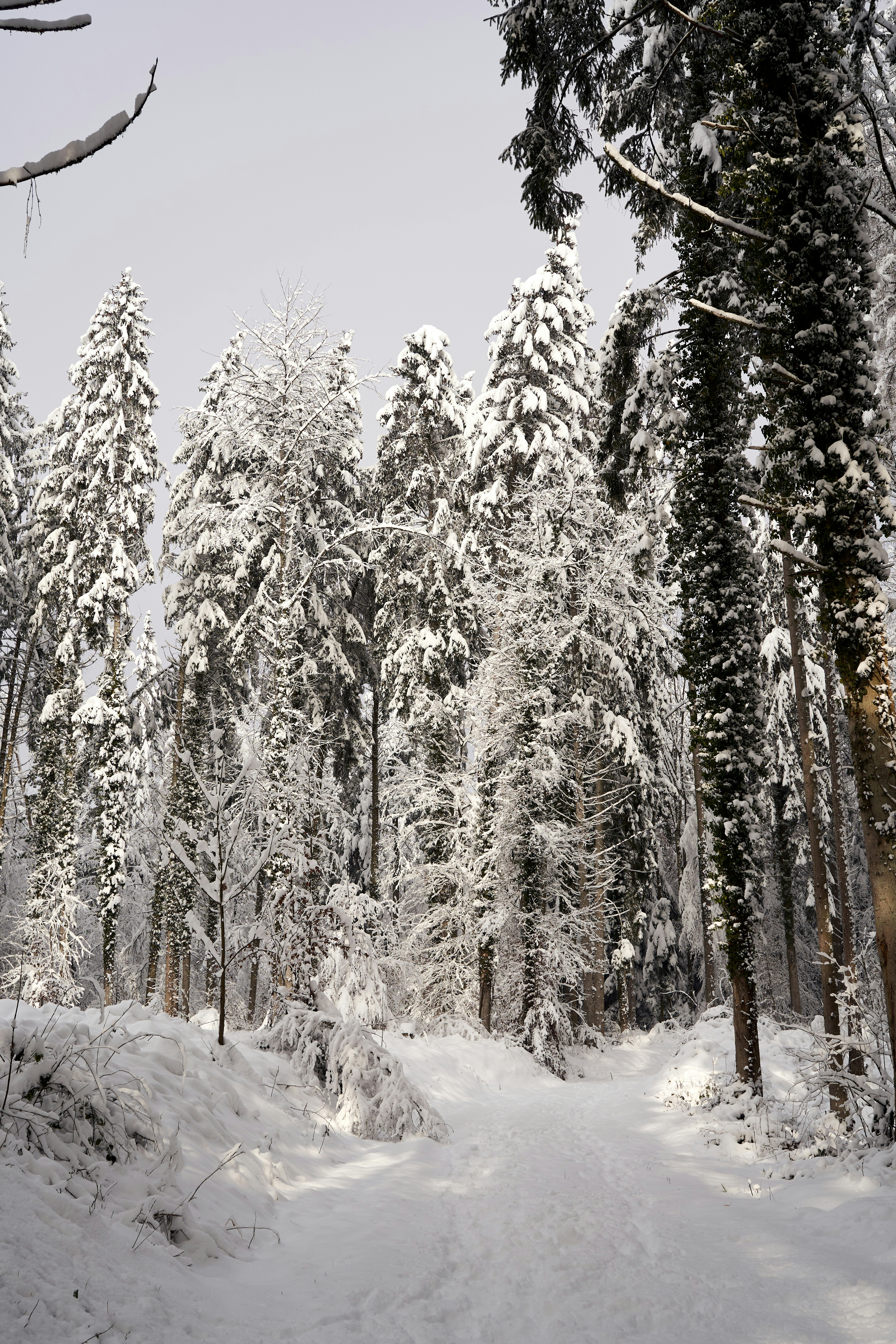 Photo by wolfgang_hasselmann