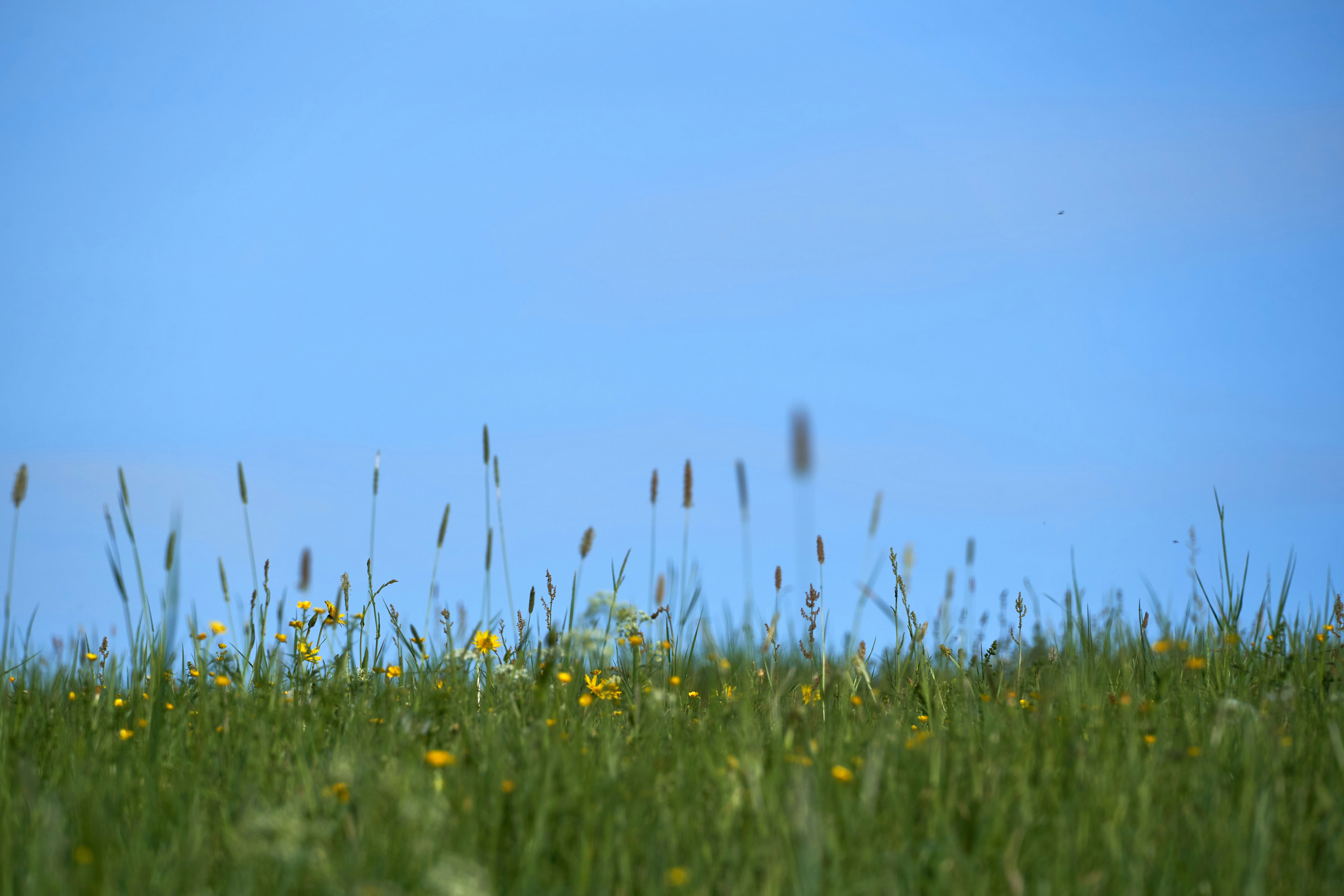 Photo by wolfgang_hasselmann