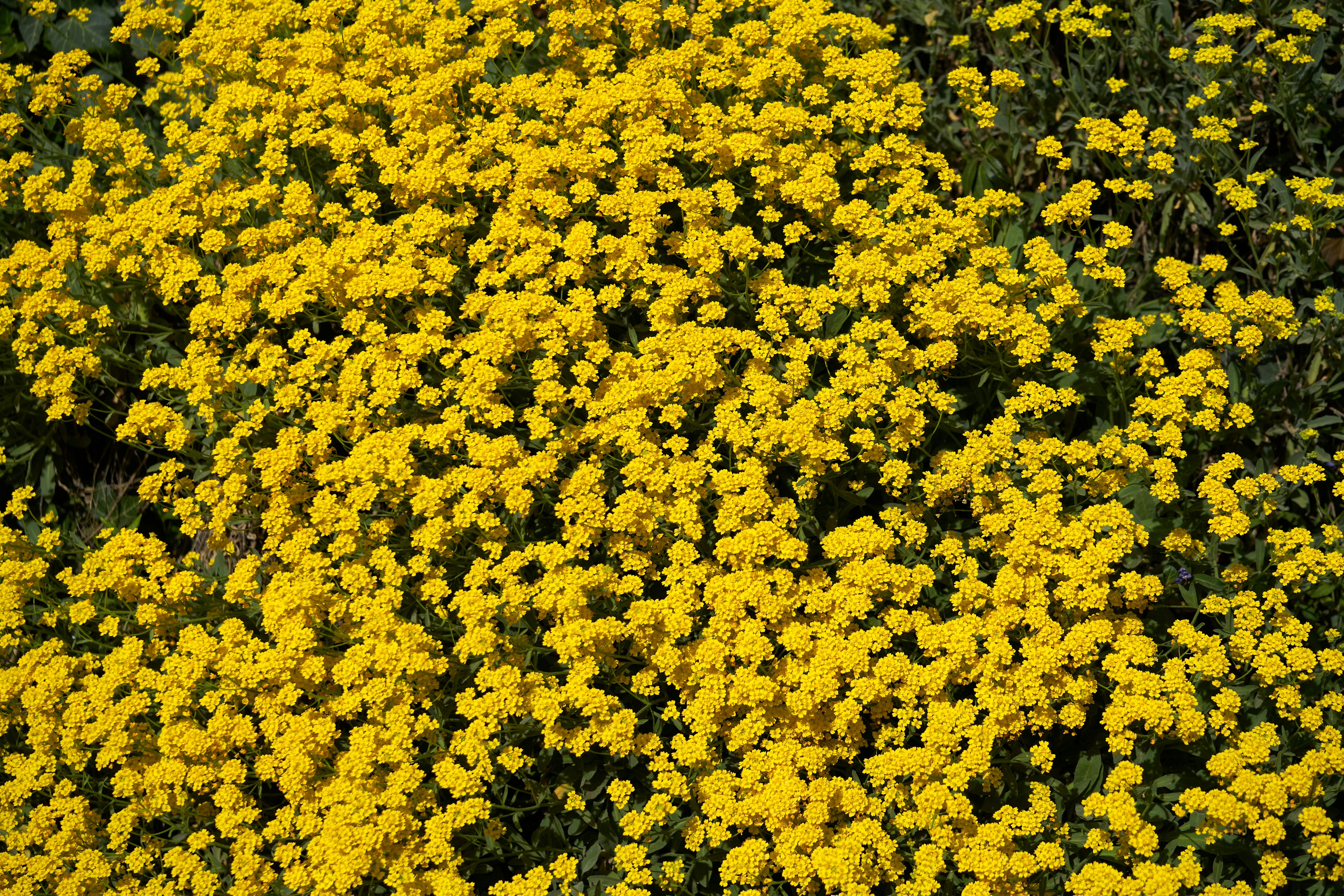 Photo by wolfgang_hasselmann