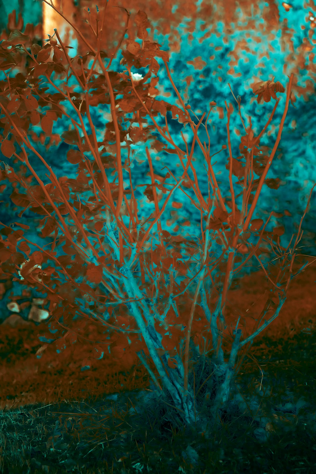 green and brown plant during daytime