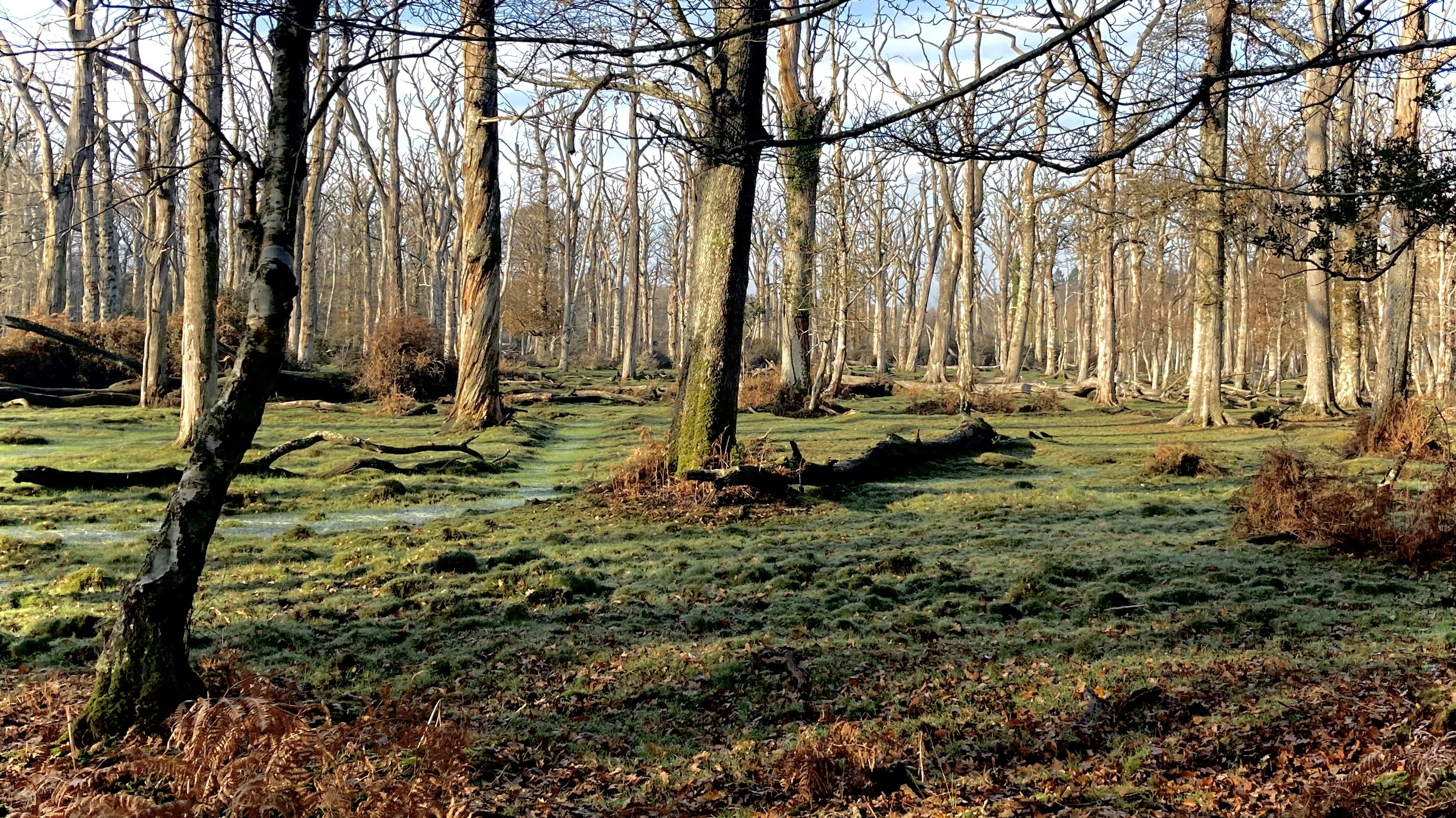 brown leafless trees on green grass field during daytime