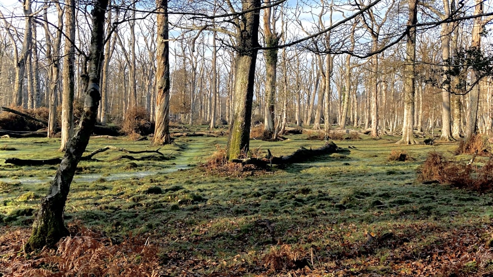 braune blattlose Bäume auf grünem Grasfeld tagsüber
