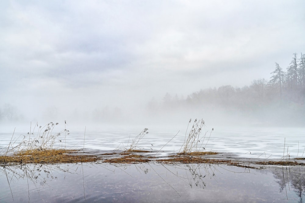 brown grass on water under white clouds