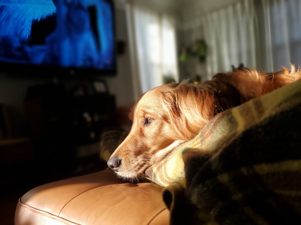 brown long coated dog lying on brown leather couch