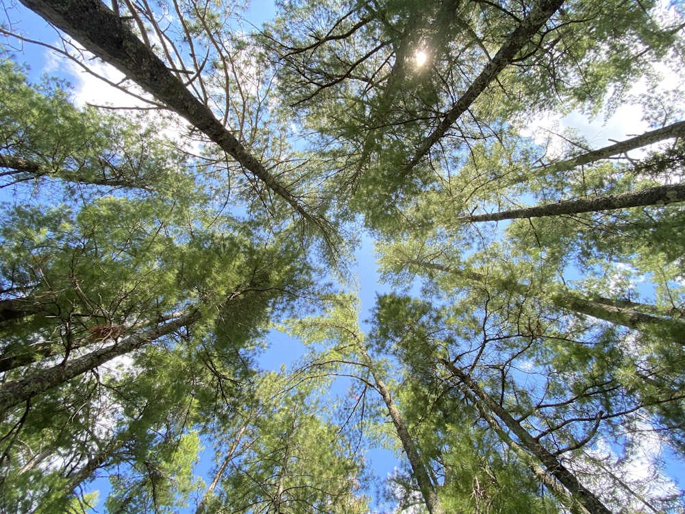 worms eye view of green leaved trees during daytime