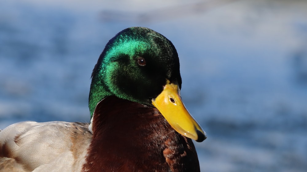 brown and green mallard duck