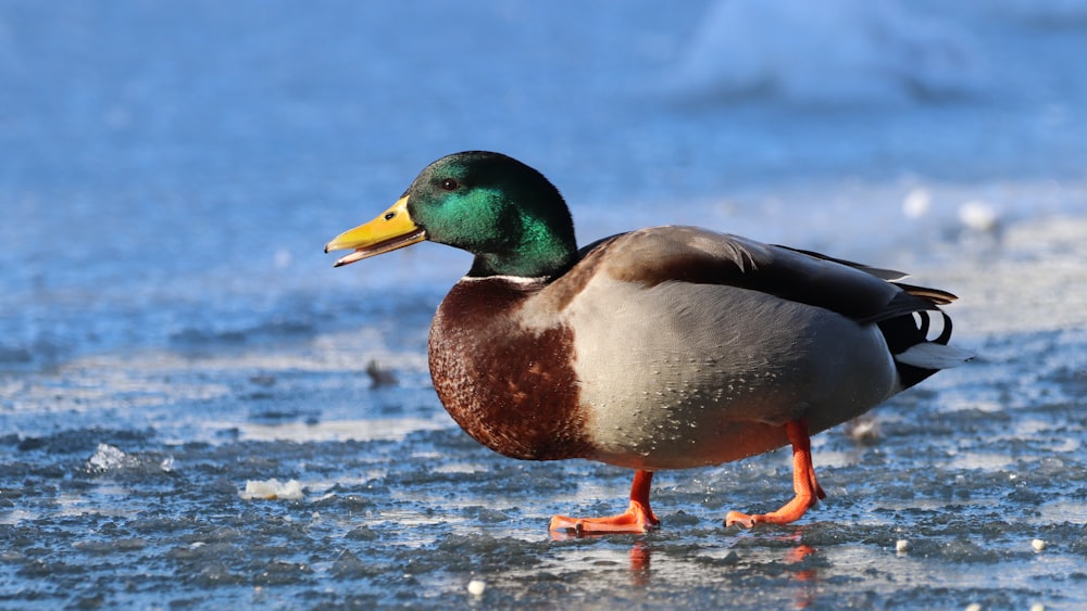 mallard duck on water during daytime