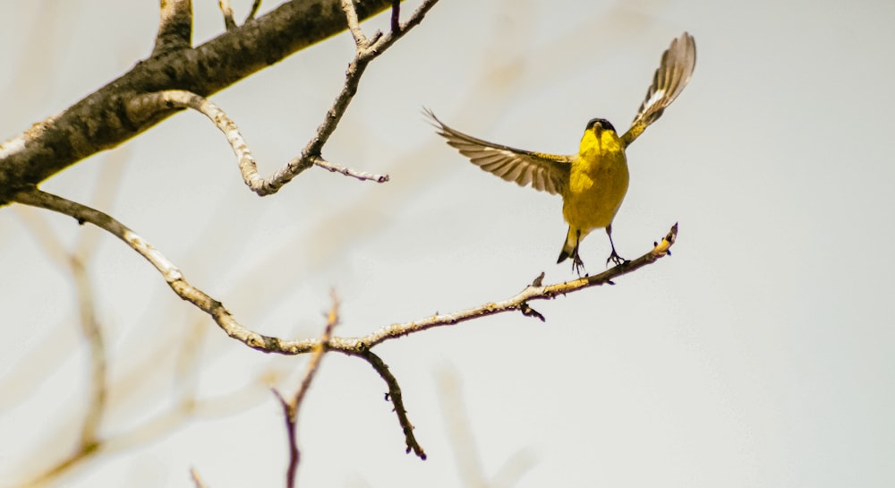 Oiseau jaune et noir sur branche d’arbre brun